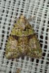Cryphia algae
