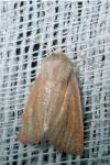 Denticucullus pygmina