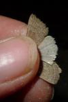 Hoplodrina ambigua
