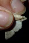 Hoplodrina ambigua