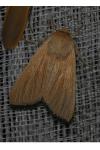 Mythimna pallens