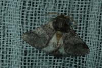 Thaumetopoea processionea