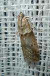Acrobasis consociella