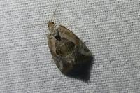 Elaphria venustula