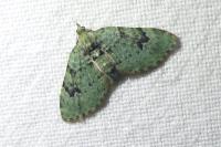 Chloroclystis v-ata