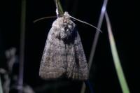 Hoplodrina ambigua/blanda