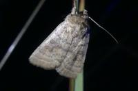 Hoplodrina ambigua/blanda