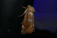 Cosmia pyralina