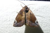 Cosmia pyralina