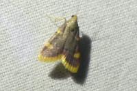 Hypsopygia costalis