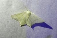 Ourapteryx sambucaria