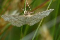 Idaea macilentaria