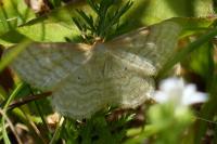 Idaea macilentaria
