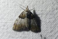 Nola cucullatella