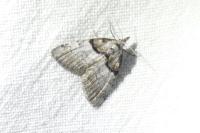 Nola cucullatella