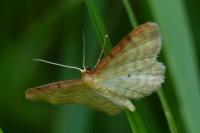 Idaea humiliata