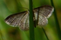 Idaea humiliata