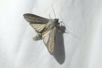 Cucullia umbratica