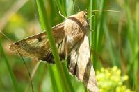 Helicoverpa armigera
