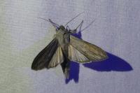 Cucullia umbratica