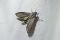 Cucullia umbratica
