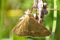 Pyrausta despicata