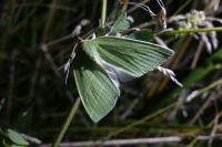 Bena bicolorana