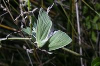 Bena bicolorana