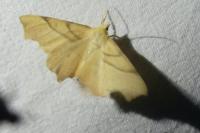 Ennomos erosaria