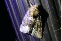 Oligia strigilis/versicolor