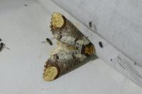 Phalera bucephala