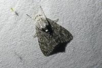 Acronicta euphorbiae