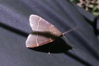Hypsopygia glaucinalis