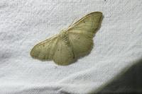 Idaea straminata
