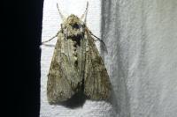 Polia nebulosa