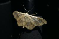 Idaea aversata