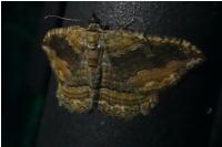 Philereme transversata