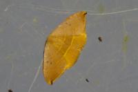 Watsonalla uncinula