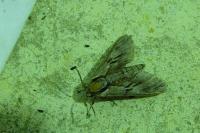 Hyloicus maurorum