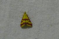 Pyrausta sanguinalis