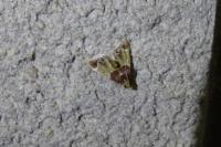 Pyralis farinalis