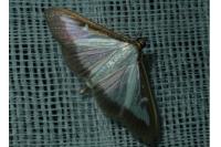 Cydalima perspectalis