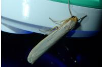 Eilema caniola