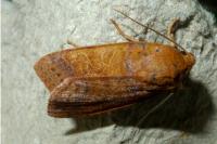 Anchoscelis pistacinoides