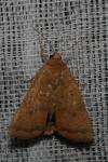 Noctua interjecta