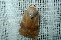 Noctua janthe