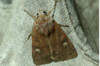 Xestia xanthographa