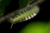 Calliteara pudibunda