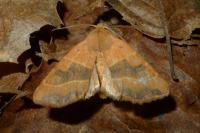 Atethmia centrago