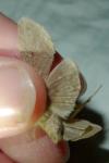 Xestia castanea